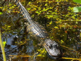 A close-up view of an alligator gliding through the water, showcasing its distinctive features and natural habitat — a fascinating encounter with wildlife.