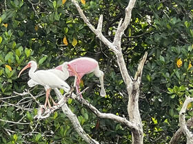 A striking scene of a white ibis and a roseate spoonbill perched on a branch, showcasing the beauty of wildlife in a lush green environment.