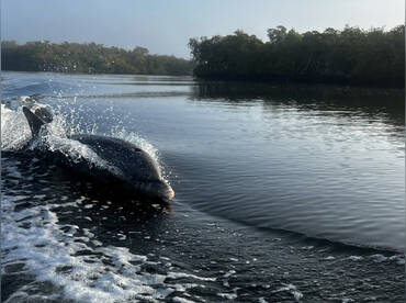 Manatee/wildlife sightseeing tour