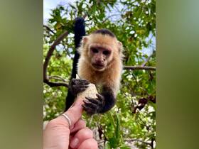 A close-up shot of a monkey reaching for food from a person's hand, showcasing a delightful interaction with wildlife in a lush, green environment.
