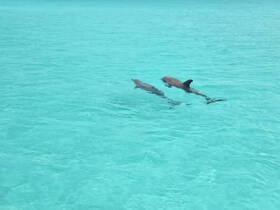 Two dolphins gracefully swim in the crystal-clear turquoise waters, showcasing the beauty of marine wildlife in their natural habitat.