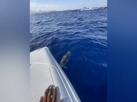 A dolphin swims close to the boat, showcasing a beautiful moment of wildlife interaction in the open sea.