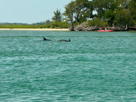 A pair of dolphins swim gracefully in turquoise waters, while kayakers enjoy the scenic backdrop — a perfect wildlife encounter in nature.