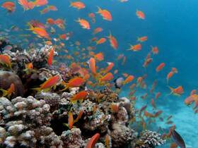 A vibrant underwater scene showcasing a school of colorful fish swimming among coral reefs, highlighting the beauty of marine life.
