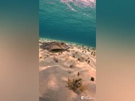 A stunning underwater close-up of a stingray gliding over the sandy ocean floor, showcasing the beauty of marine wildlife in its natural habitat.