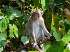 A close-up of a monkey perched on a branch, surrounded by lush green foliage — a captivating glimpse into wildlife in its natural habitat.
