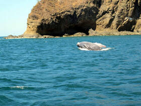 A majestic whale breaches the surface near rocky shores, showcasing the beauty of marine wildlife in its natural habitat.