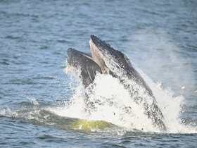 Two majestic whales breach the surface, creating a spectacular splash — a breathtaking moment in marine wildlife observation.