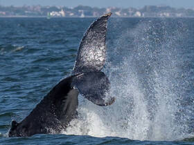 A stunning close-up of a whale breaching the surface, showcasing the majestic beauty of marine wildlife in its natural habitat.