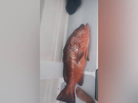 A freshly caught fish displayed on the deck, showcasing a successful fishing trip — perfect for anglers looking to reel in their next big catch.