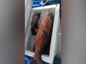 A cooler filled with freshly caught fish, showcasing the rewards of a successful fishing trip — perfect for anglers looking to enjoy their catch.