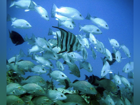 A vibrant underwater scene showcasing a school of fish, including a striking striped fish, swimming gracefully in clear blue waters — a perfect representation of marine wildlife.