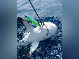 A close-up shot of a shark caught while fishing, showcasing the thrill of deep-sea angling in vibrant blue waters.