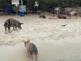 A group of pigs roams the sandy beach, showcasing the unique wildlife experience found in the Bahamas. Perfect for animal lovers and adventure seekers.