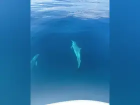 Two dolphins swim gracefully beneath the surface of crystal-clear waters, showcasing the beauty of marine wildlife encounters.