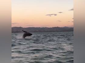 A majestic whale breaches the surface of the ocean at sunset, showcasing the beauty of marine wildlife in its natural habitat.
