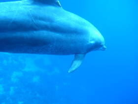 A close-up shot of a dolphin swimming gracefully underwater, showcasing the beauty of marine wildlife in its natural habitat.