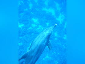 A stunning close-up of a dolphin swimming gracefully through crystal-clear waters, showcasing the beauty of marine wildlife.