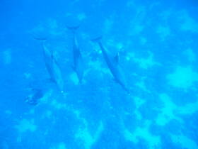 A captivating underwater scene featuring dolphins swimming alongside a diver, showcasing the beauty of marine wildlife encounters.