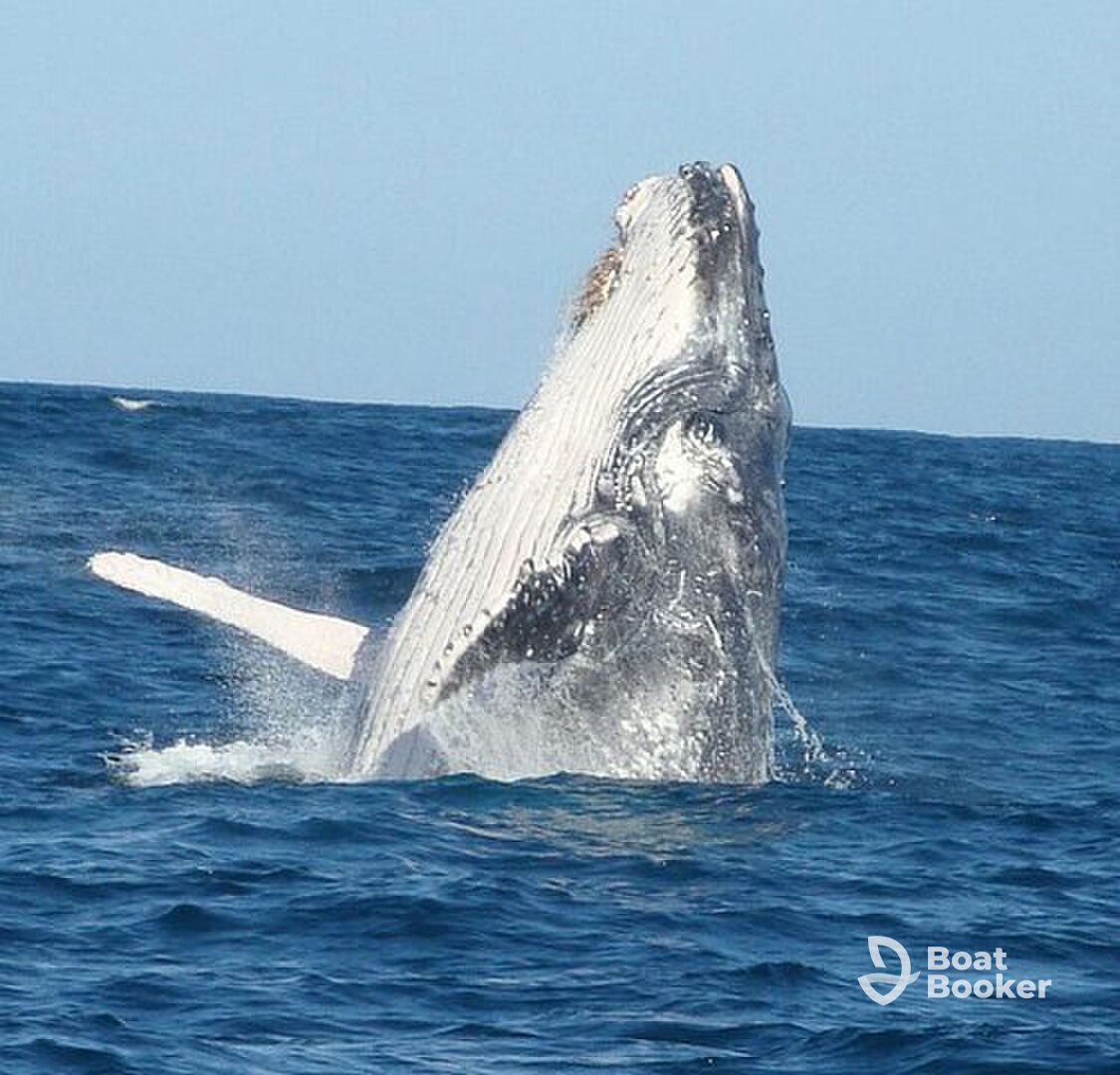 Pelagic Hunter Charters