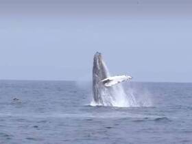Charter Image