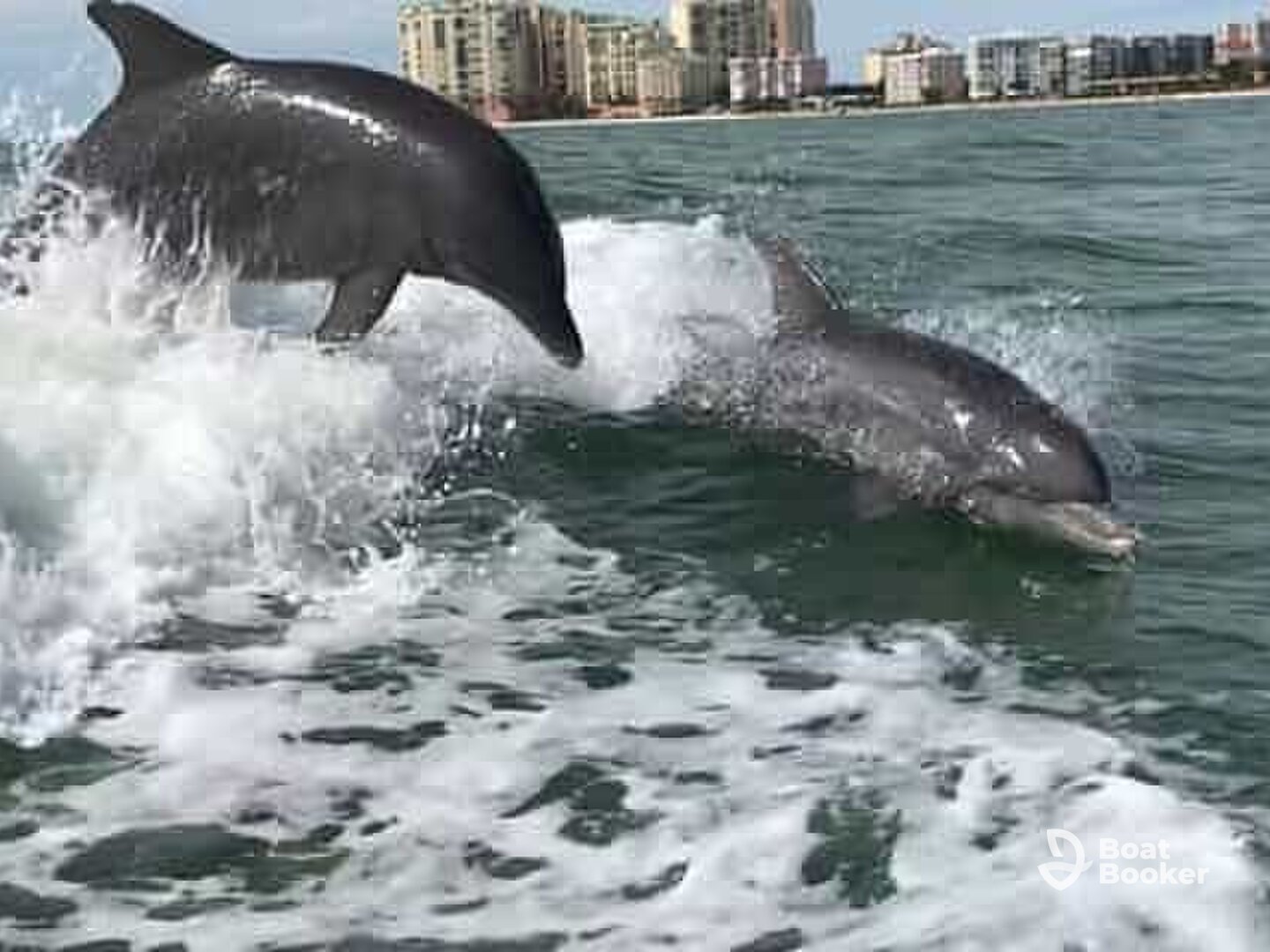 Florida Jaws