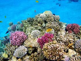 A vibrant underwater scene showcasing colorful coral reefs and various fish species, perfect for marine life enthusiasts and snorkeling adventures.