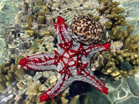 A vibrant red starfish rests on the ocean floor alongside a spotted shell, showcasing the beauty of marine wildlife in a clear underwater setting.