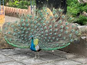 A stunning close-up of a peacock displaying its vibrant feathers, showcasing the beauty of wildlife in a natural setting.