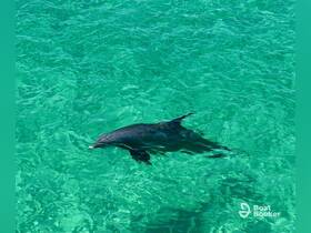 A dolphin gracefully swims through crystal-clear waters, showcasing the beauty of marine wildlife in its natural habitat.