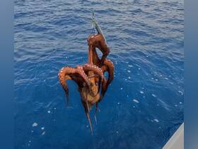 A close-up shot of a freshly caught octopus being lifted from the deep blue sea, showcasing the intricate details of its tentacles — a thrilling moment for fishing enthusiasts.