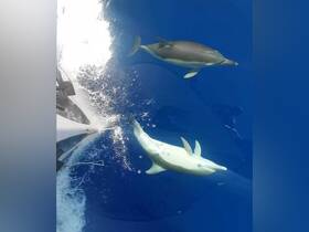 Two dolphins swim gracefully alongside a boat in crystal-clear waters, showcasing the beauty of marine wildlife encounters.