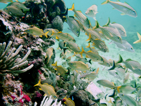 A vibrant underwater scene showcasing a school of colorful fish swimming around coral formations — a stunning glimpse into marine life.