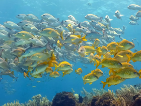 A vibrant underwater scene showcasing a school of colorful fish swimming among coral, highlighting the beauty of marine life in its natural habitat.