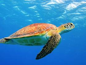 A stunning close-up of a sea turtle gracefully swimming through clear blue waters, showcasing the beauty of marine wildlife.
