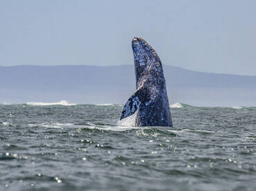 Gilmer Boating Tours