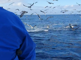 A captivating scene of birds diving into the ocean, showcasing the vibrant wildlife interaction during a fishing excursion.