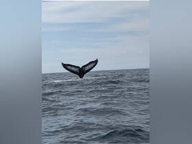 A stunning capture of a whale's tail as it dives into the ocean, showcasing the beauty of marine life in its natural habitat.