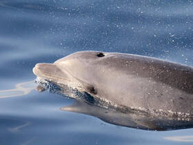 A close-up shot of a dolphin swimming gracefully in clear blue waters, showcasing the beauty of marine wildlife.