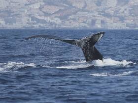 A majestic whale breaches the surface, showcasing its powerful tail in a stunning display of marine wildlife. Perfect for whale watching enthusiasts.