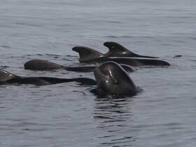 A captivating close-up of dolphins swimming gracefully in calm waters, showcasing the beauty of marine wildlife.