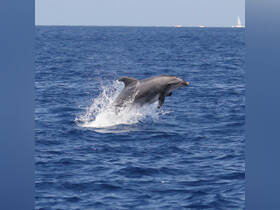 A stunning capture of a dolphin leaping out of the water, showcasing the beauty of marine wildlife in its natural habitat.