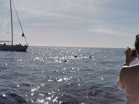 A guest captures a moment as dolphins swim nearby while sailing on a beautiful sunny day — a perfect highlight of marine adventures.