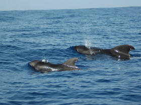 A stunning capture of dolphins swimming gracefully in the open ocean, showcasing the beauty of marine wildlife.
