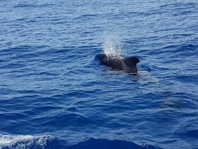 A majestic whale surfaces in the deep blue ocean, showcasing the beauty of marine wildlife — a captivating moment for nature enthusiasts.