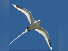 A stunning close-up of a bird in flight against a clear blue sky, showcasing the beauty of wildlife in its natural habitat.