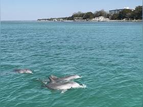 A pod of dolphins gracefully swims through the clear turquoise waters, showcasing the beauty of marine wildlife in their natural habitat.