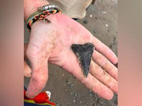A close-up of a hand holding a fossilized shark tooth found on the beach, showcasing a unique marine discovery.
