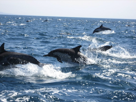 A dynamic scene of dolphins leaping through the waves, showcasing their playful nature in the open ocean — a captivating wildlife encounter.