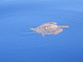 A serene view of a turtle swimming in deep blue waters, showcasing the beauty of marine wildlife in its natural habitat.